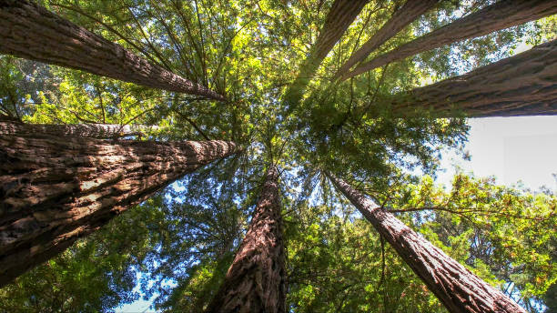How Our Tree Care Process Works  in  Louise, TX